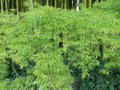 vignette Acer palmatum 'Dissectum'