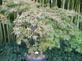 vignette Acer palmatum 'Benikagami'