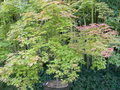 vignette Acer palmatum 'Shishio Improved'