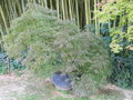 vignette Acer palmatum dissectum 'Inaba Shidare'