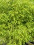vignette Acer palmatum dissectum 'Viridis'