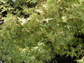 vignette Acer palmatum 'Butterfly'