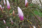 vignette Magnolia x soulangeana 'Alexandrina Gulf Coast Form'