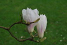 vignette Magnolia x soulangeana 'Alexandrina'