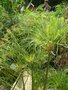 vignette Cyperus payrus percamentus