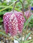 vignette Fritillaria meleagris - Fritillaire mlagre, Fritillaire pintade