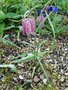 vignette Fritillaria meleagris - Fritillaire mlagre, Fritillaire pintade