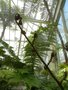 vignette Cyathea sp