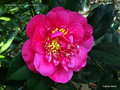 vignette Camélia ' WILBER FOSS ' camellia hybride williamsii
