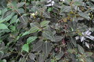 vignette Arthrostemma parvifolium