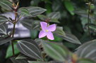 vignette Arthrostemma parvifolium