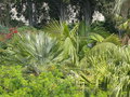 vignette palmiers, Menton