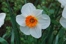 vignette Narcissus cv.
