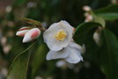 vignette Camellia tsaii var. tsaii   / Theaceae   / Yunnan, Myanmar, nord Vietnam
