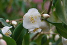 vignette Camellia tsaii var. tsaii   / Theaceae   / Yunnan, Myanmar, nord Vietnam