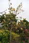 vignette Magnolia cv. (M. acuminata FN X M. sprengeri 'Diva')
