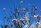 vignette Magnolia campbellii var. campbellii 'Stribing Pink'