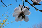 vignette Magnolia campbellii var. campbellii f. alba 'Ethel Hillier'