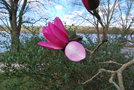 vignette Magnolia campbellii var. mollicomata 'Wakehurst'