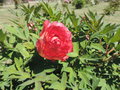 vignette Paeonia arbustive lutea 'Strawberry delight'