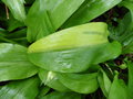 vignette Allium ursinum 'Variegata' - Ail des ours panaché