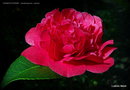 vignette Camélia ' KRAMER'S SUPREME ' camellia japonica , parfumé