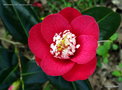 vignette Camélia ' MARSHMALLOW '  camellia japonica