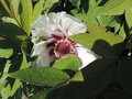 vignette Paeonia arbustive suffruticosa 'Papaveracea'