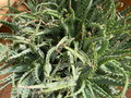 vignette Aloe spinossisima