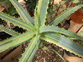 vignette Aloe arborescens 'Variegata'