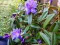 vignette Rhododendron augustinii Hilliers dark form au 29 03 17