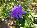 vignette Rhododendron Blue Tit gros plan au 29 03 17