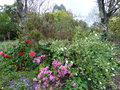 vignette Rhododendron Boskoop ostara en compagnie au 29 03 17