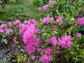 vignette Rhododendron Boskoop ostara au 29 03 17