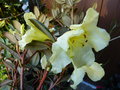 vignette Rhododendron burmanicum au 29 03 17