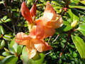 vignette Rhododendron cinnabarinum Lady Chamberlain autre gros plan au 29 03 17