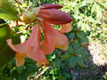 vignette Rhododendron cinnabarinum Lady Chamberlain gros plan au 29 03 17