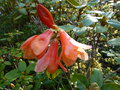 vignette Rhododendron cinnabarinum Lady Chamberlain au 29 03 17