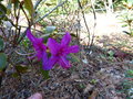 vignette Rhododendron concinnum pseudohyantinum gros plan au 28 03 17