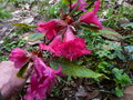 vignette Rhododendron glischroides aux tiges velues au 19 03 17