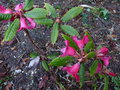 vignette Rhododendron glischroides aux tiges velues au 12 03 17