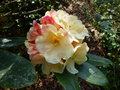 vignette Rhododendron Invitation très coloré gros plan au 29 03 17