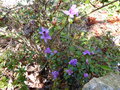 vignette Rhododendron litangense au 28 03 17