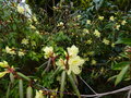vignette Rhododendron lutescens au 12 03 17