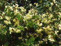 vignette Rhododendron lutescens au 21 03 17