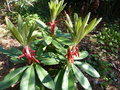 vignette Rhododendron macabeanum souche Arunachal Pradesh nouvelles pousses et rubans rouges au 28 03 17