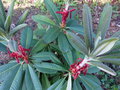 vignette Rhododendron macabeanum souche Arunachal Pradesh nouvelles pousses et rubans rouges gros plan au 28 03 17