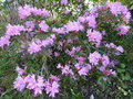 vignette Rhododendron pubescens très lumineux au 29 03 17
