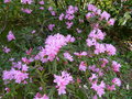 vignette Rhododendron pubescens très lumineux au 28 03 17
