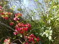 vignette Rhododendron Viallii toujours magnifiquement fleuri au 16 03 17